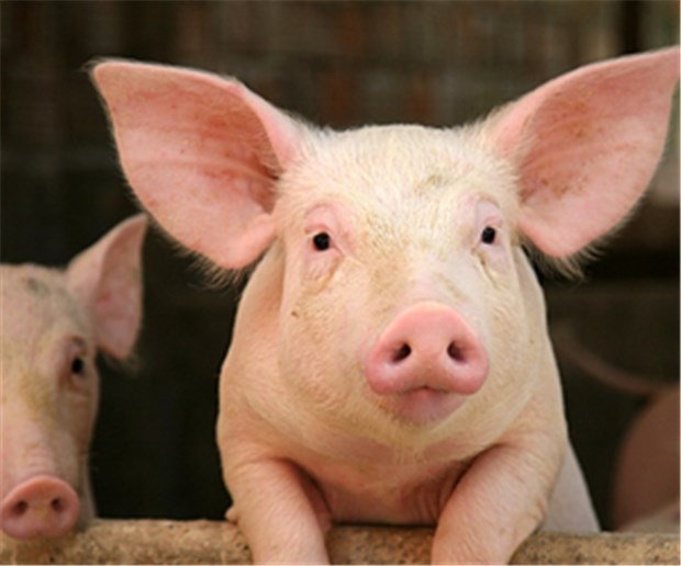 Schweine haben ein Herz für Menschen Schweine haben ein Herz für Menschen.