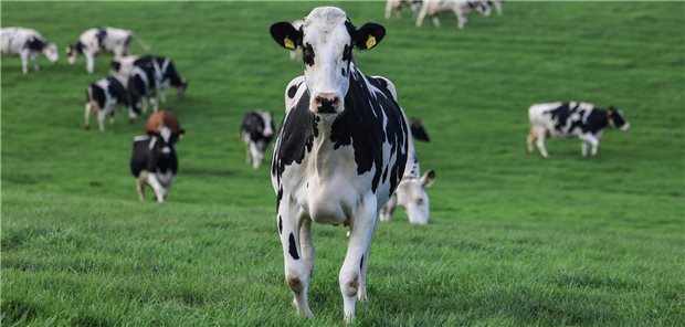 „Sehr geringes Risiko“: Nach Einschätzung des Friedrich-Loeffler-Instituts sind deutsche Milchkühe derzeit nicht allzu sehr gefährdet, sich mit Vogelgrippe zu infizieren.