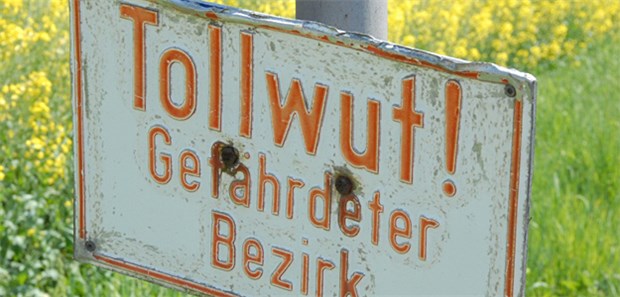 Vor dem Reisen ans Impfen denken! Seit 2008 gilt Deutschland als frei von klassischer Wildtollwut. In Fledermäusen zirkuliert das Virus allerdings noch.