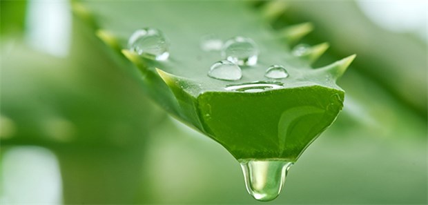 Der 'Arzt im Blumentopf' Seit Jahrhunderten wegen ihrer heilenden Wirkung geschätzt: Aloe Vera.