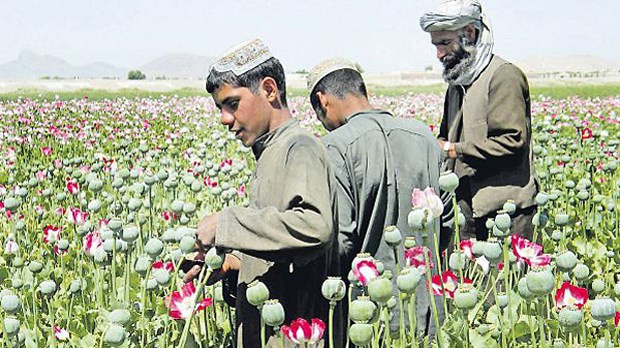 1986: Deutsche Ärzte in Afghanistan Seit Jahrzehnten das Rückgrat der afghanischen Wirtschaft: Mohnanbau und Opiumproduktion.