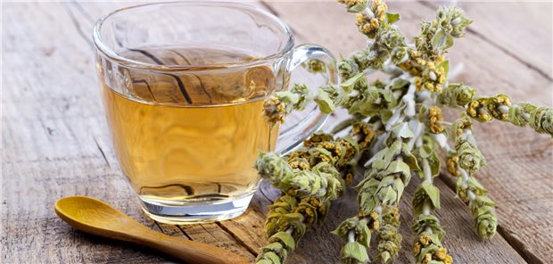 Sideritis-Arten werden als griechischer Bergtee gegen Erkältungen angewandt. Die Pflanzen sind durch übermäßiges Sammeln vom Aussterben bedroht.