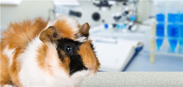 Sie halfen dem Wiener Internisten Karl Fellinger bei der Aufklärung, wie die TSH-Produktion gesteuert wird: Meerschweinchen.