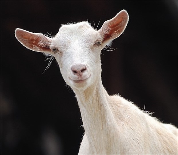Rekombinantes Antithrombin wird aus Milch transgener Ziegen isoliert Sieht niedlich aus und ist ein hochproduktiver Arzneilieferant: Eine transgene Ziege liefert pro Jahr fast ein Kilogramm Antithrombin.