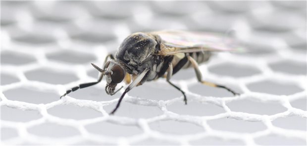 Simulium ornatum: Die Art gehört zu den veterinär- und humanmedizinisch relevanten Kriebelmücken.