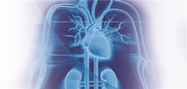 Symbolbild mit Herz und Nieren