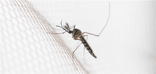 Eine Mücke sitzt auf einem weißen Insektennetz.