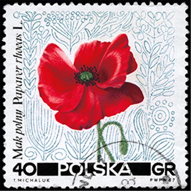 Bahr holt Ärzte in die Legalität Sinnbild des Opiats: Mohnblüte auf einer polnischen Postkarte.