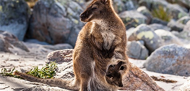 Wie Zuneigung Babys ein Leben lang nutzt Sinnbild für elterliche Zuneigung: Ein Känguru trägt sein Junges im Beutel.