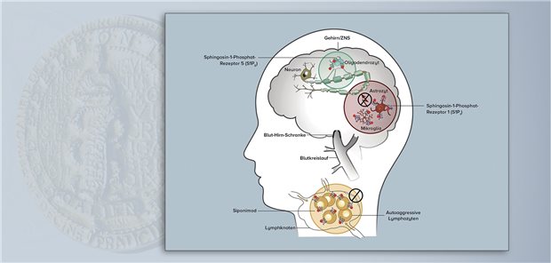 Siponimod blockiert die S1P1-Rezeptoren auf autoaggressiven Lymphozyten in den Lymphknoten sowie auf Astrozyten und der Mikroglia im ZNS. Zudem hemmt die Substanz die S1P5-Rezeptoren auf den Oligodendrozyten. Novartis