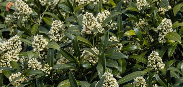 Skimmia anquetilia wird eine antibakterielle, antiinflammatorische, antioxidative, antiarthritische und krebsbekämpfende Wirkung nachgesagt. (Symbolbild)