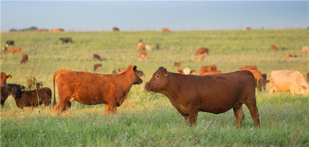 Kühe auf der Weide