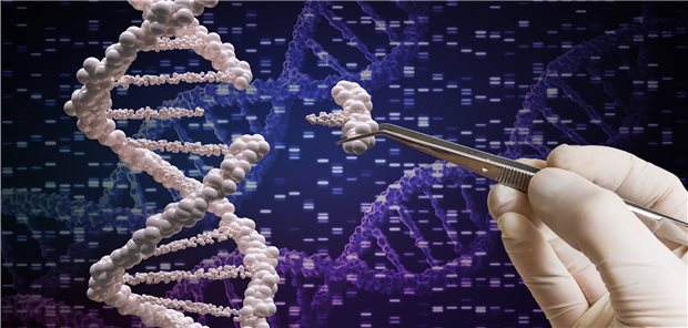 So leicht lassen sich Gene noch nicht austauschen. Mit der Genschere CRISPR können aber bestimmte DNA-Bausteine umgeschrieben werden.