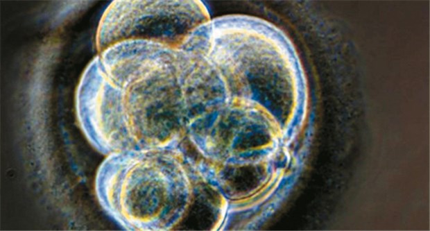 Gentests an Embryonen: Rechtlich geklärt, aber ethisch weiter umstritten Sollen Embryonen im Reagenzglas besser geschützt sein als im Bauch ihrer Mutter, fragte sich bereits die Vorinstanz, das Landgericht Berlin.