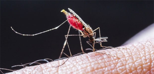 Viele Mücken sind schon da Sonnig und warm: In diesem Jahr sind Stechmücken - zum Leid der Menschen - früher als sonst aktiv.