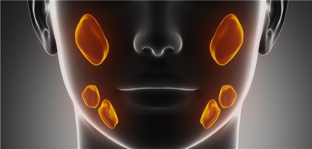 Speicheldrüsen, computerdargestellt. Für die Tumoren an diesen Organen gibt es neue Daten zu Therapieansätzen.