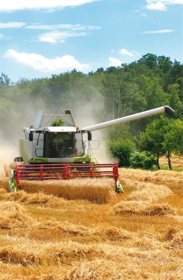 Agrarmärkte und Gold bieten gute Chancen Spekulationsobjekt Getreide: Die derzeitigen Trends weisen darauf hin, dass zumindest der Preis für Weizen weiter steigen dürfte.