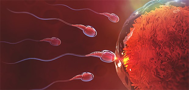 Sperma-Schmuggel aus dem Knast Sperma hinter Gittern: Um Kinder von ihren gefangenen Männern zu erhalten, lassen sich manche Palästinenserinnen künstlich befruchten – mit geschmuggeltem Samen aus dem Gefängnis.