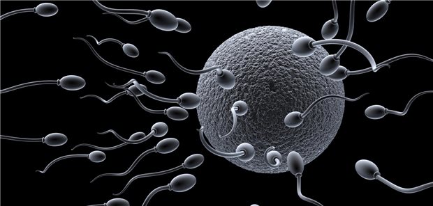 Spermien auf dem Weg zur Eizelle