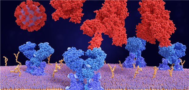 Der vielversprechende Corona-Impfstoff aus Nanopartikeln Spike-Proteine (rot) docken an ACE-Rezeptoren (blau) auf einer potenziellen Wirtszelle: Der neue Impfstoff nutzt als Antigene gentechnisch herstellte Spike-Proteine.