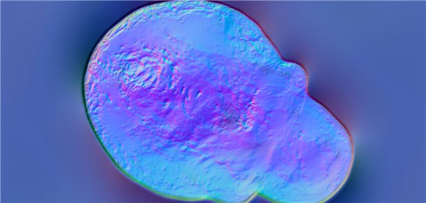 Spore eines Malassezia-Pilzes unter dem Mikroskop (3D-Darstellung); dieser Hefepilz kann die Malassezia-Follikulitis hervorrufen, wenn er sich stark vermehrt.