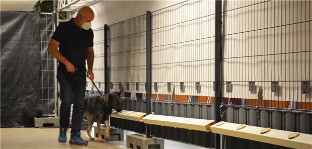 Spürhunde können nicht nur Sprengstoff oder Drogen erschnüffeln, sondern auch, ob eine Person mit SARS-CoV-2 infiziert ist. Mit der „Back to Culture“-Studie wurde untersucht, ob ihr Einsatz auch unter Alltagsbedingungen funktioniert.