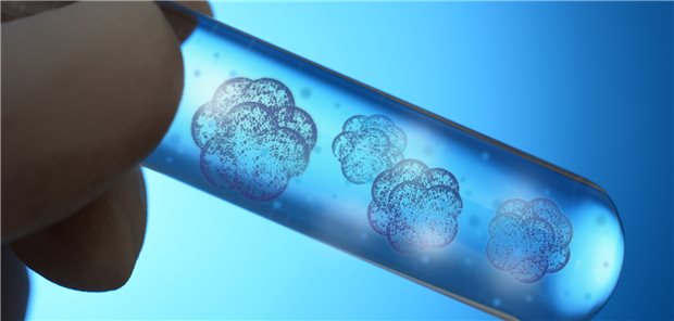 Stammzellen scheinen – einmal mehr – nahezu unbegrenzte Möglichkeiten zu bieten.