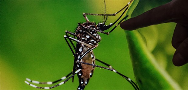 Wie wurde das Zika-Virus virulent? Stark pathogen oder weniger? Den Unterschied macht beim Zika-Virus, der u.a. von Aedes Aegypti Moskitos übertragen wird, möglicherweise eine einzige Genmutation aus.