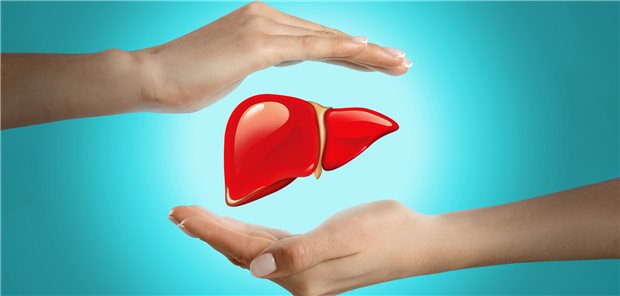 Eine Leber wird zwischen zwei Händen gehalten.