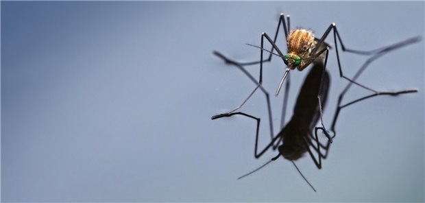 Stechmücke der Gattung Culex. Diese dämmerungs- oder nachtaktive Mückenart überträgt in Australien zur Zeit potenziell das Japanische-Enzephalitis-Virus.
