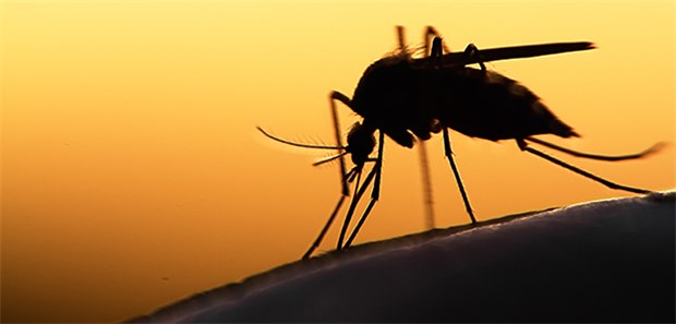 Malaria-Bekämpfung kommt nicht voran Stechmücken (Anopheles) übertragen Malaria; in Afrika wird eine Impfung erstmals eingesetzt.