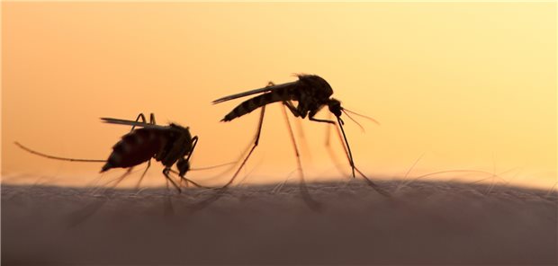 Stechmücken in der Dämmerung: Auch in Deutschland können die Insekten in seltenen Fällen West-Nil-Viren übertragen.