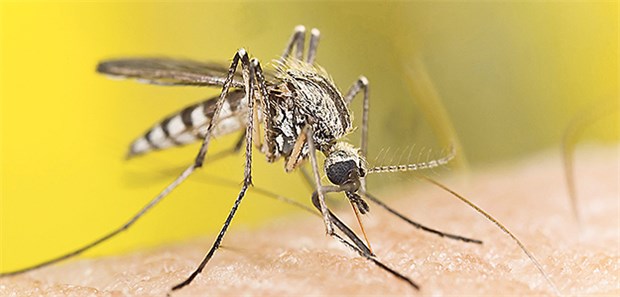 In Deutschland gibt es immer mehr importierte Infektionen Stechmücken, vor allem Anopheles gambiae, übertragen die Malaria-Erreger auf den Menschen.