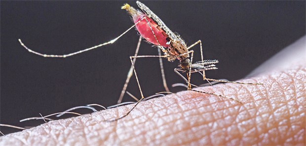 Stechmücken, vor allem Anopheles gambiae, übertragen die Plasmodien auf Menschen.