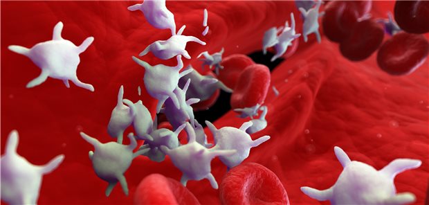 Sternchenförmige Thrombozyten zwischen Blutplättchen