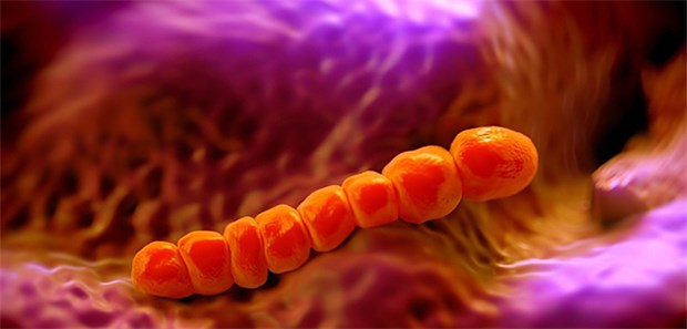 Bakterien mit "geklauter" Resistenz Streptococcus pneumoniae: Auch dieser Erreger besitzen offenbar besondere Eigenschaften, die ihnen eine Resistenzentwicklung erleichtern.