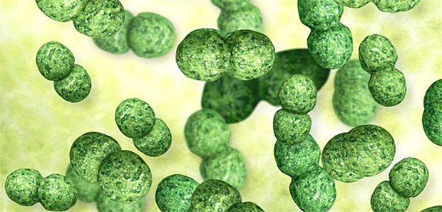 Wenn aus harmlosen Bakterien tödliche Killer werden Streptococcus pneumoniae: Die Ergebnisse der Forscher könnten für die Behandlung von Pneumokokken-Superinfektionen bei Grippewellen von Bedeutung sein.