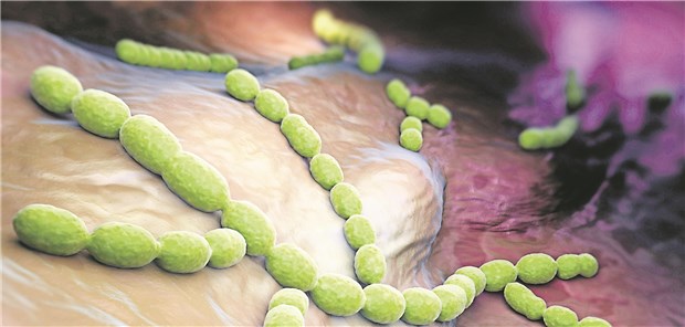 Systematisches Screening macht bei Sepsis den Unterschied Streptococcus pneumoniae: Einer der häufigsten Erreger für eine Sepsis.