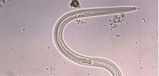Strongyloides: Der Zwergfadenwurm war unter den Helminthen am häufigsten Grund für eine Eosinophilie.