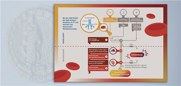 Sutimlimab bindet den Komplementfaktor C1 und verhindert so die chronische Hämolyse, die bei der Kälteagglutinin-Krankheit durch eine IgM-Autoantikörper-vermittelte Aktivierung des Komplementsystems ausgelöst wird.