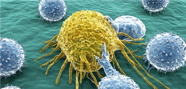 T-Lymphozyten attackieren eine Krebszelle.