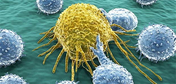 'Schlafende' Zellen lassen Tumor wachsen T-Lymphozyten attakieren eine Krebszelle: Lebertumoren setzen die Immunabwehr allerdings gegen den eigenen Körper ein.