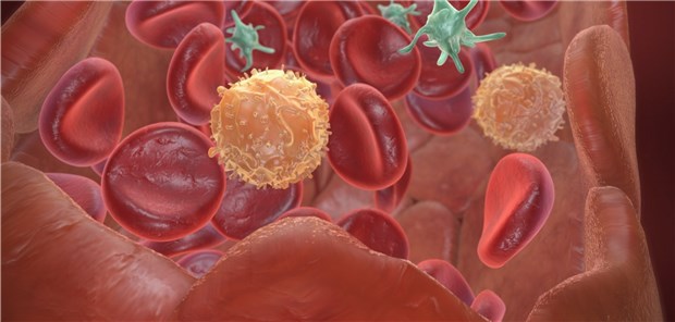 Immunzellen beeinflussen Entstehung von Kachexie T-Lymphozyten (gelb), zu denen auch CD8-T-Zellen gehören, suchen nach virusinfizierten Zellen und töten diese ab.