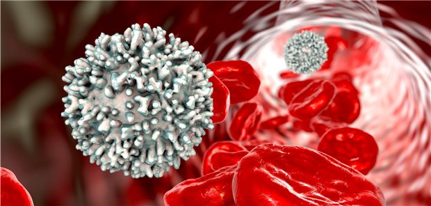 Autoaggressive T-Zellen wohl Ursache der Steatohepatitis T-Zellen sind üblicherweise ein wichtiger Teil des Immunsystems. Richten sie sich jedoch gegen körpereigene Zellen, kann dies auch eine Steatohepatitis zur Folge haben.