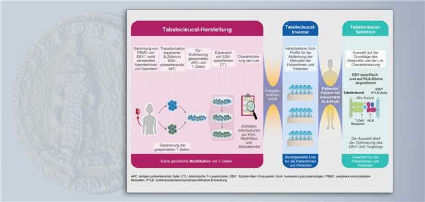 Tabelecleucel ist eine zelluläre Immuntherapie, kreiert als eine Zellbank auf Abruf und bestehend aus allogenen EBV-spezifischen T-Zellen von gesunden Spenderinnen und Spendern.