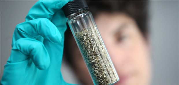 EU sagt weiteren „Legal Highs“ den Kampf an Täuschend echt, aber im Labor hergestellt: Synthetische Cannabinoide werden als „Legal Highs“ vermarktet.