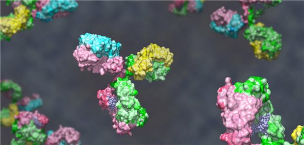 Dreidimensionale gerenderte Illustration eines bispezifischen Antikörper mit schwerer Kette in grün und rosa, leichter Kette in blau und gelb vor grauem Hintergrund.