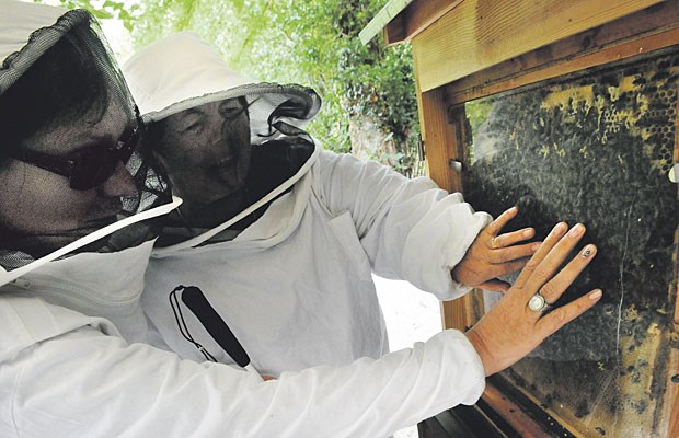 Blinde ertasten sich die Welt der Bienen Tasten gegen die Angst: Zwei Teilnehmerinnen der Führung berühren die 35 Grad warme Glasscheibe.