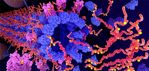 Alzheimer: Anti-Tau-Therapie verfehlt klinischen Endpunkt Tau-Proteine