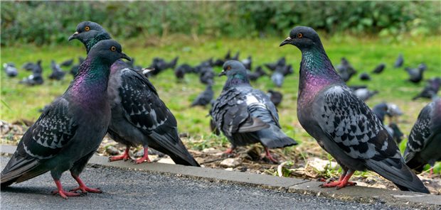 Tauben gehören zu den häufigeren Überträgern der Erreger von Ornithose (synonym: Papageienkrankheit, Psittakose)